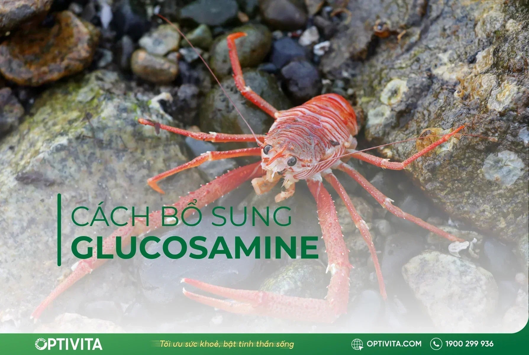 bổ sung glucosamine