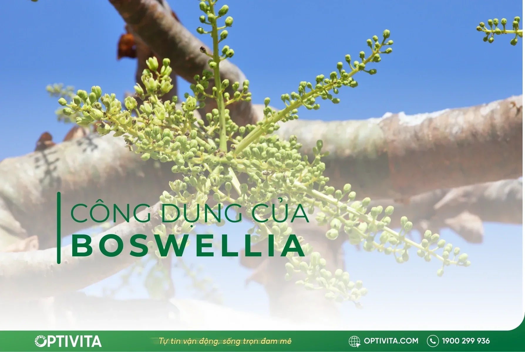 Boswellia