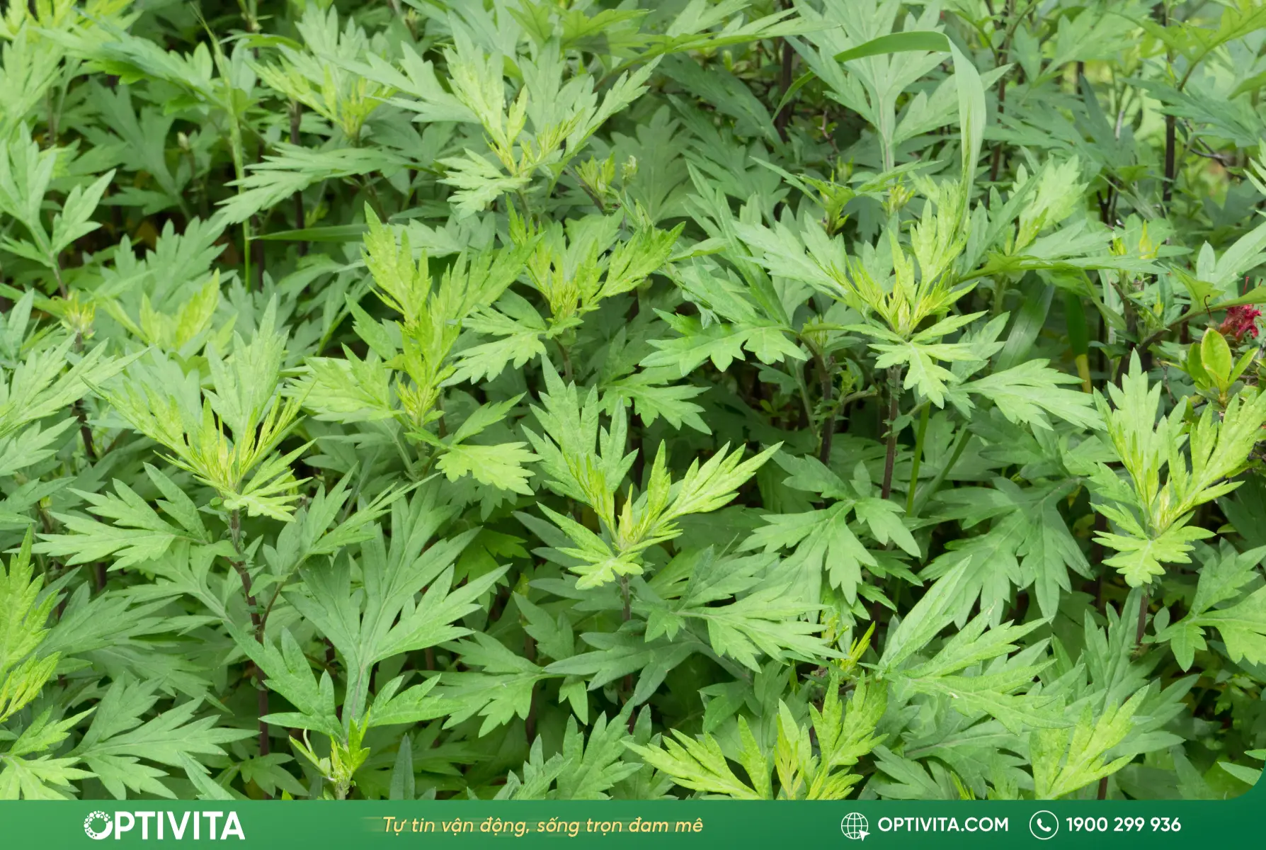 Ngải cứu giúp cải thiện tuần hoàn máu và giảm cứng khớp hiệu quả