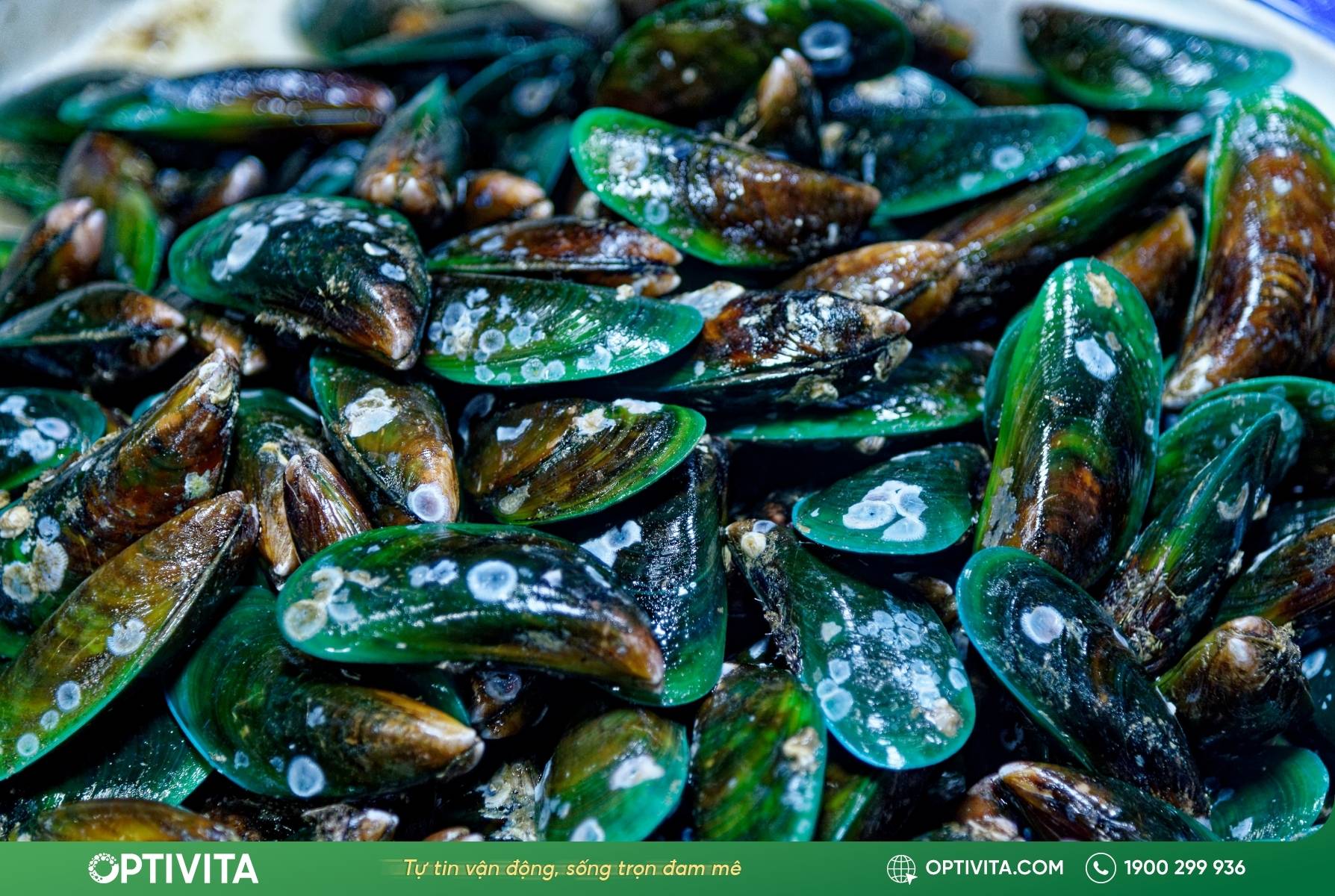 vẹm xanh không chỉ cung cấp Glucosamine mà còn giàu Axit béo Omega-3 giúp hỗ trợ kháng viêm