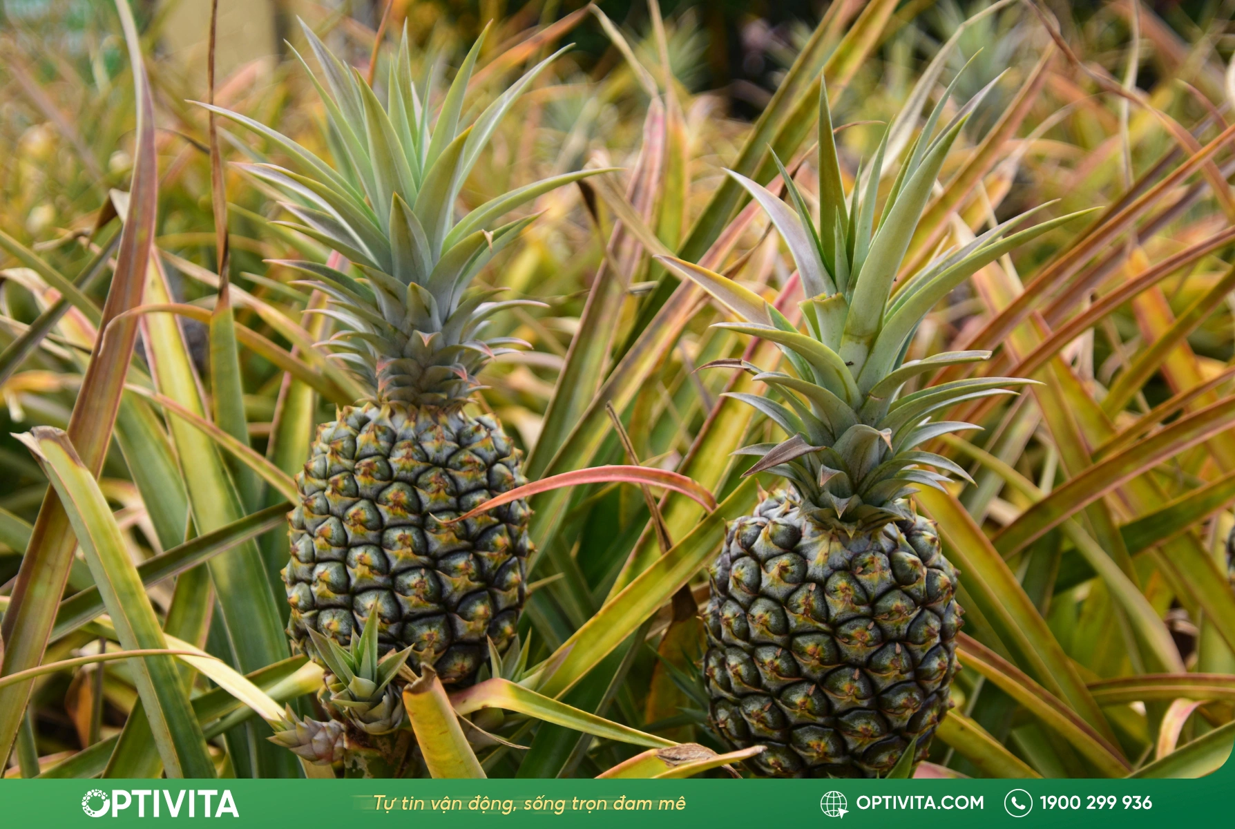 Bromelain trong dứa hỗ trợ kháng viêm