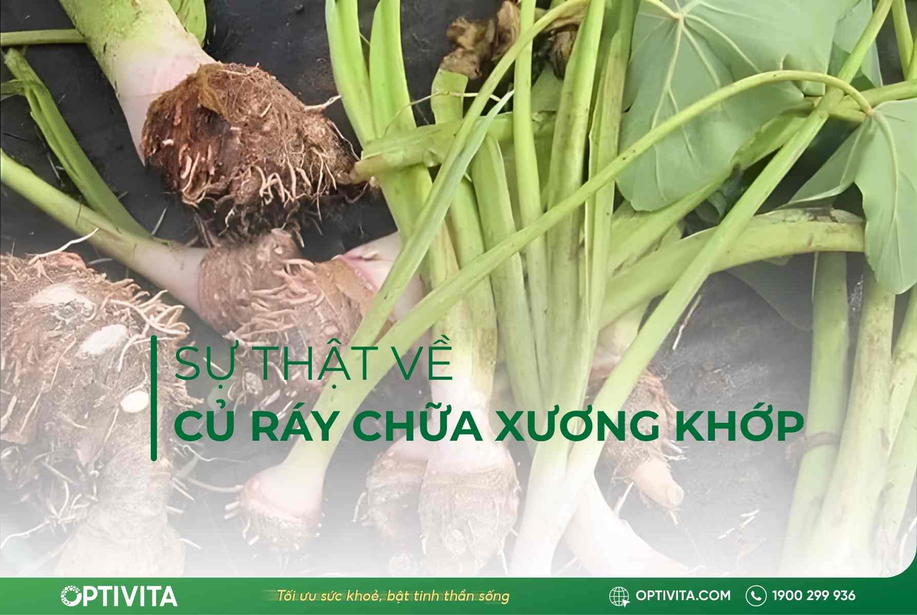 Sự thật về củ ráy chữa bệnh xương khớp: Hiệu quả hay độc tố? - Optivita.com