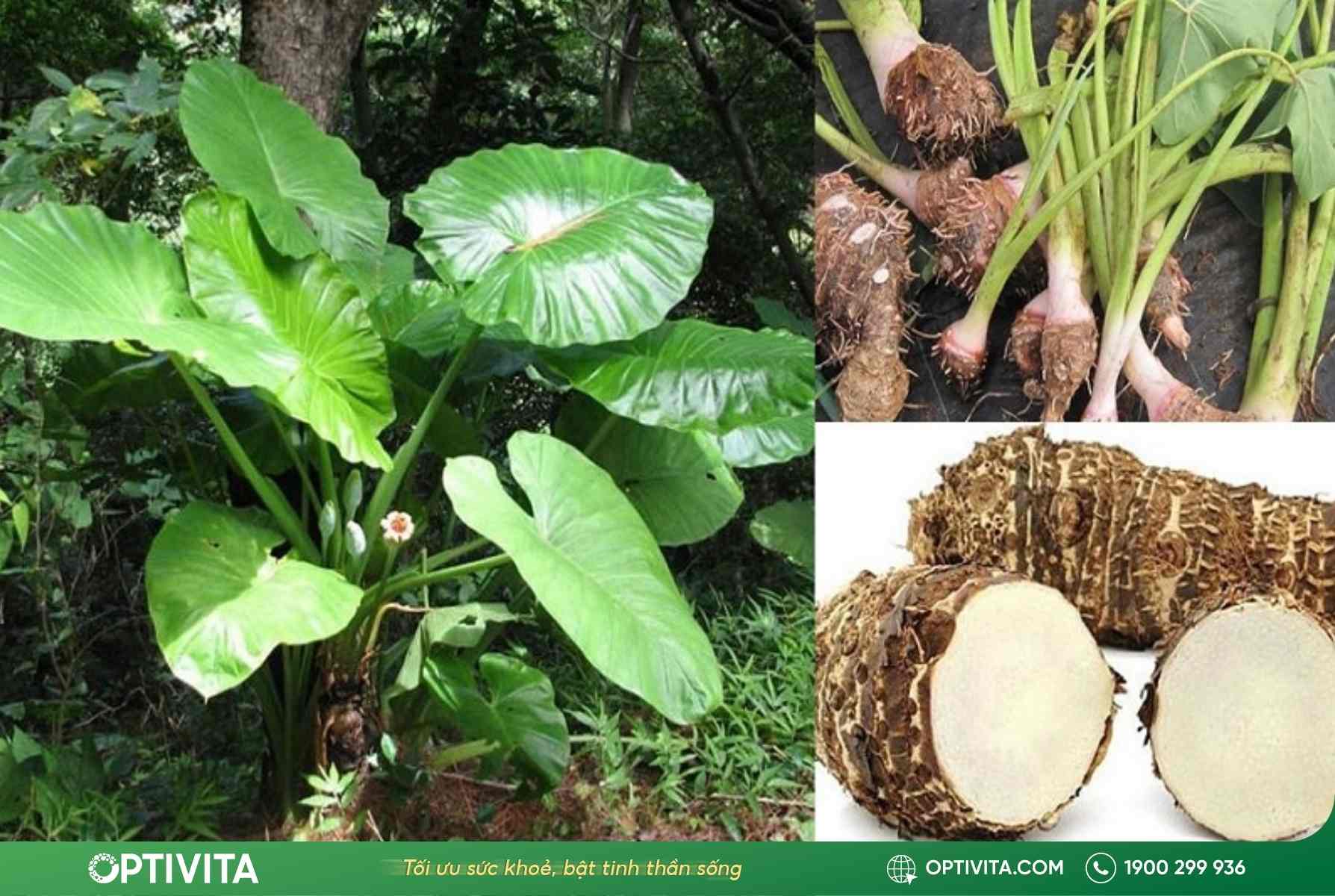 Củ ráy chữa bệnh xương khớp