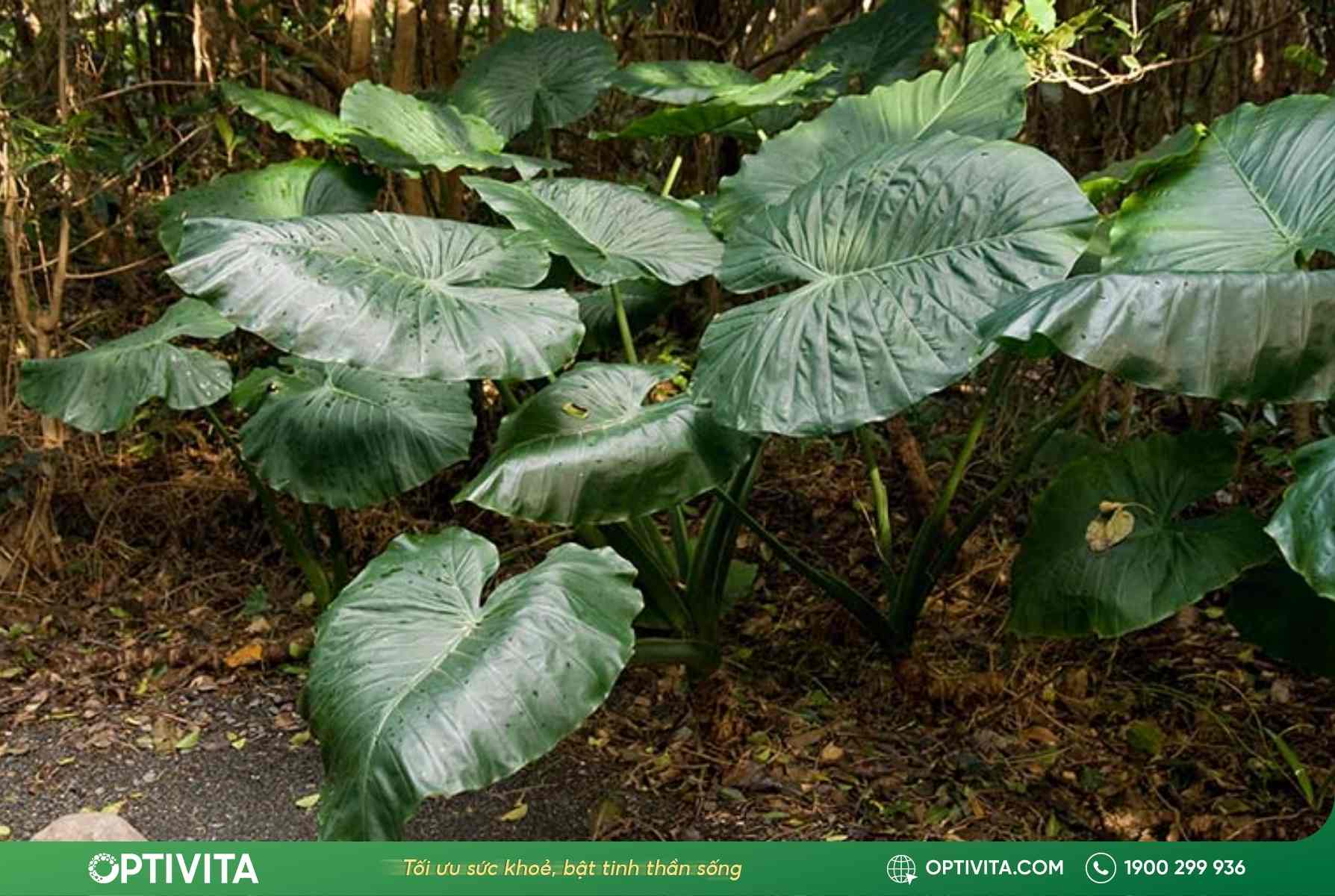 Củ ráy chữa bệnh xương khớp