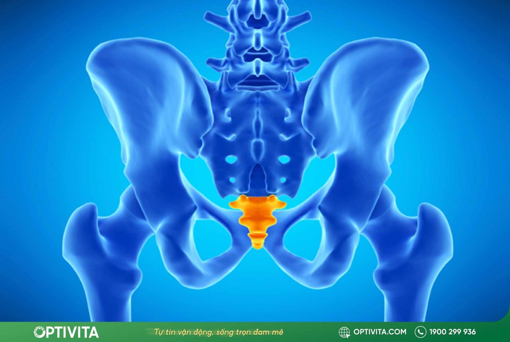 cau-tao-va-chuc-nang-sinh-hoc-cua-xuong-cut