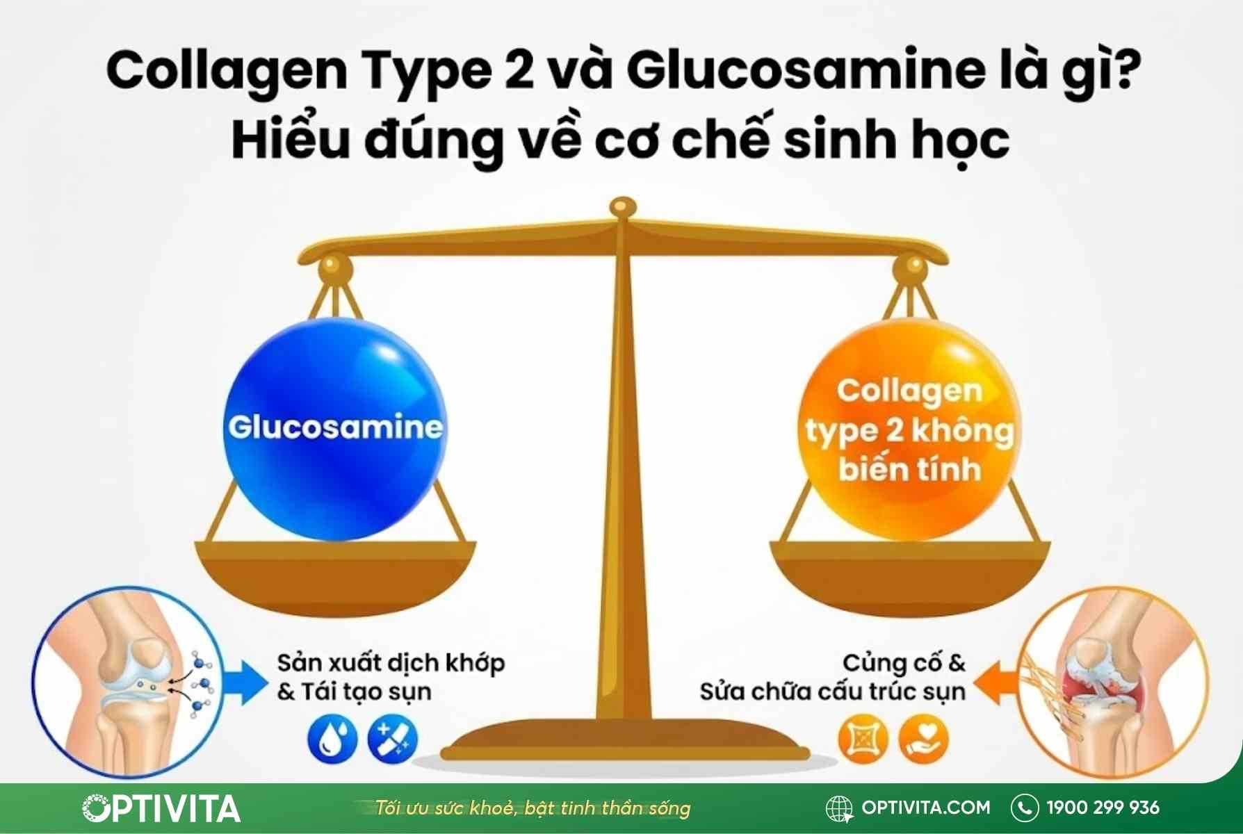 cau-truc-sinh-hoc-collagen-type-2-va-glucosamine