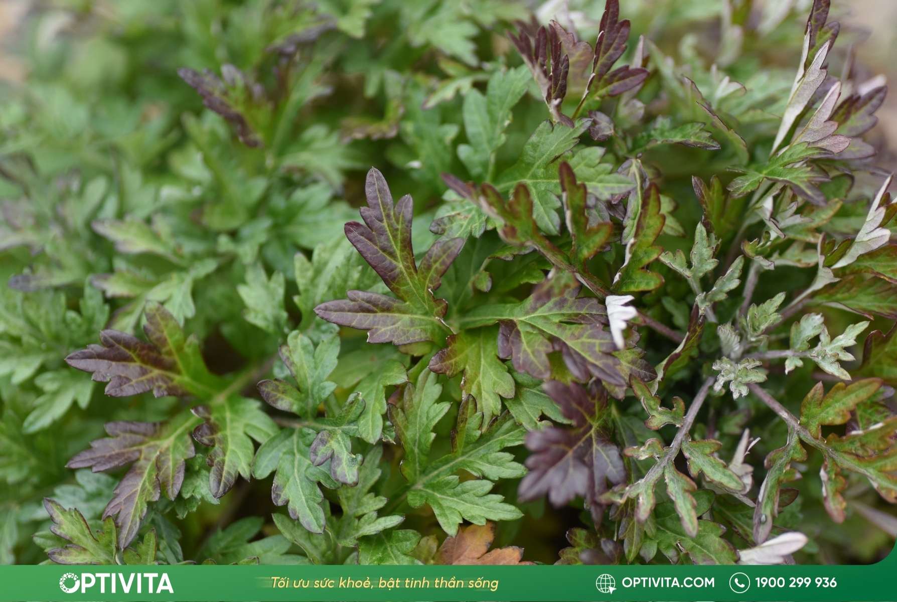 ngai-cuu-tuoi-thao-duoc-tu-nhien-ho-tro-chua-tran-dich-khop-goi