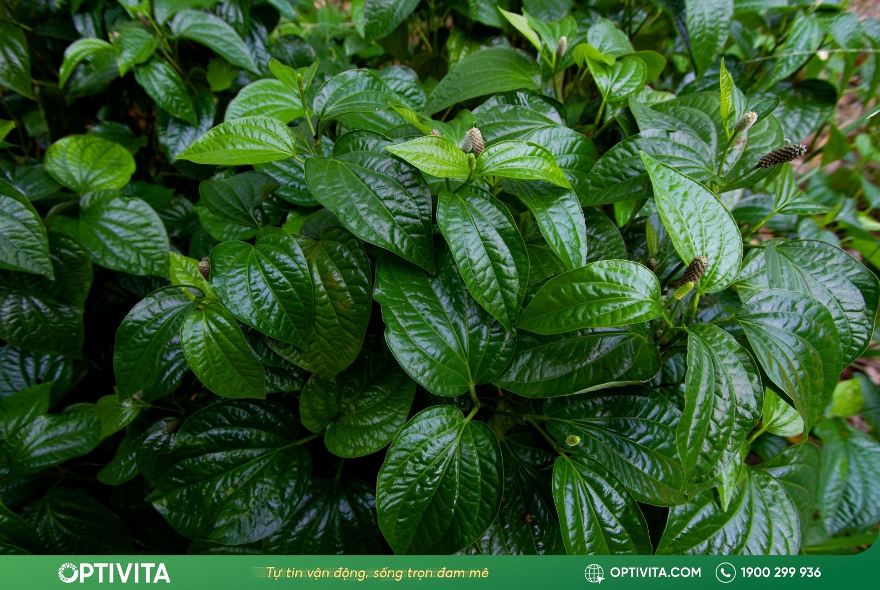 Đặc điểm dược lý và giá trị dinh dưỡng của cây lá lốt