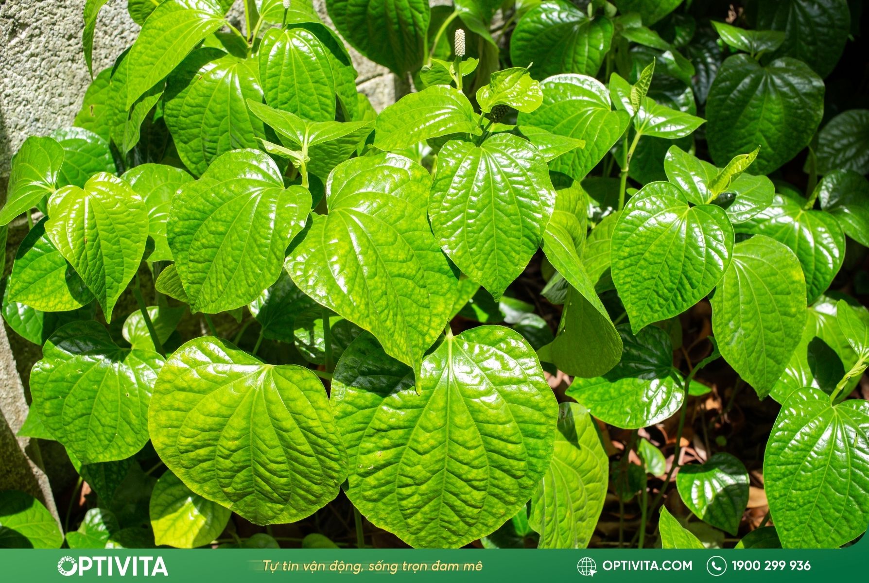 Lá lốt khắc phục đau nhức xương khớp, phong thấp hiệu quả