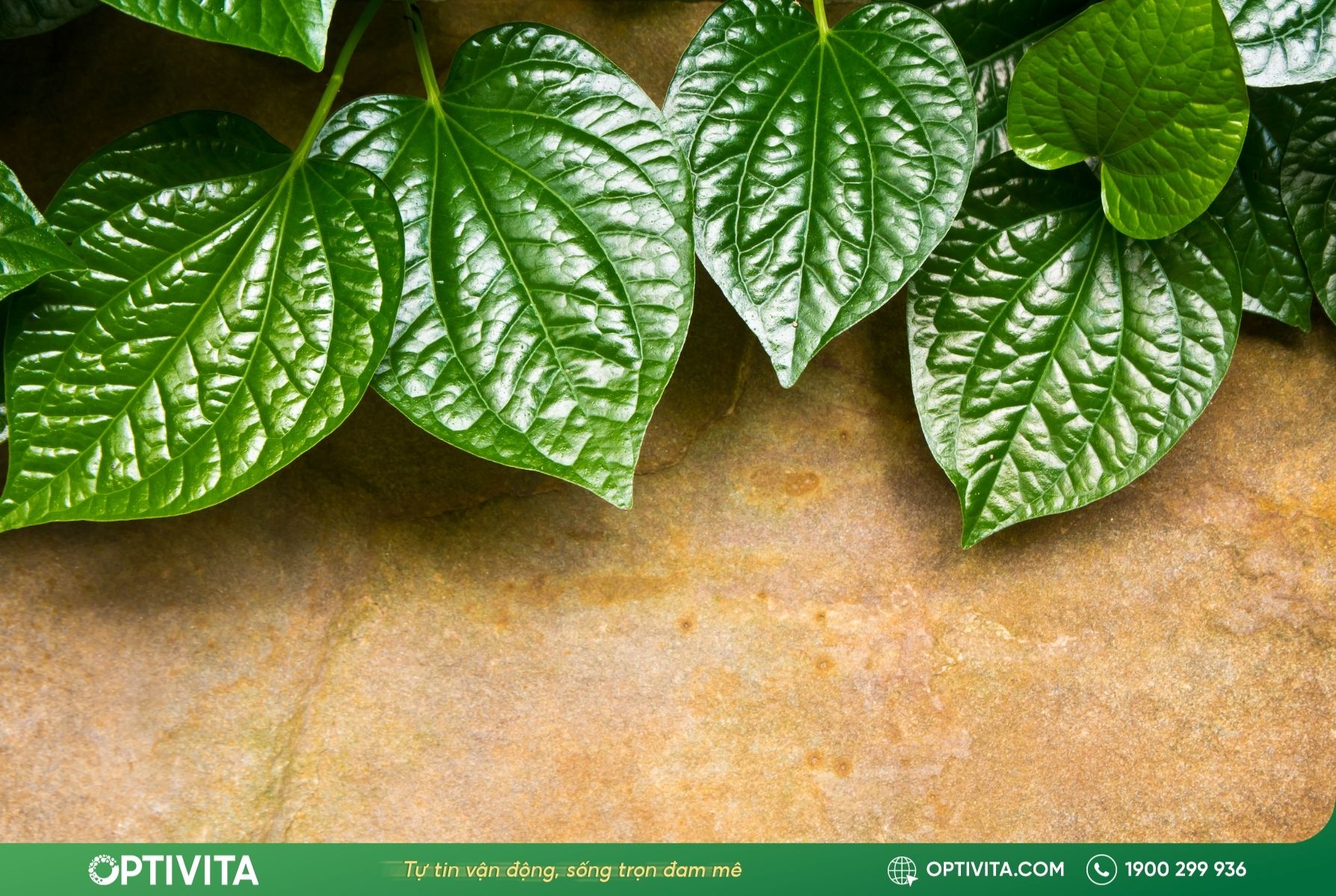 Lá lốt cải thiện tình trạng rối loạn tiêu hóa, đầy hơi, khó tiêu