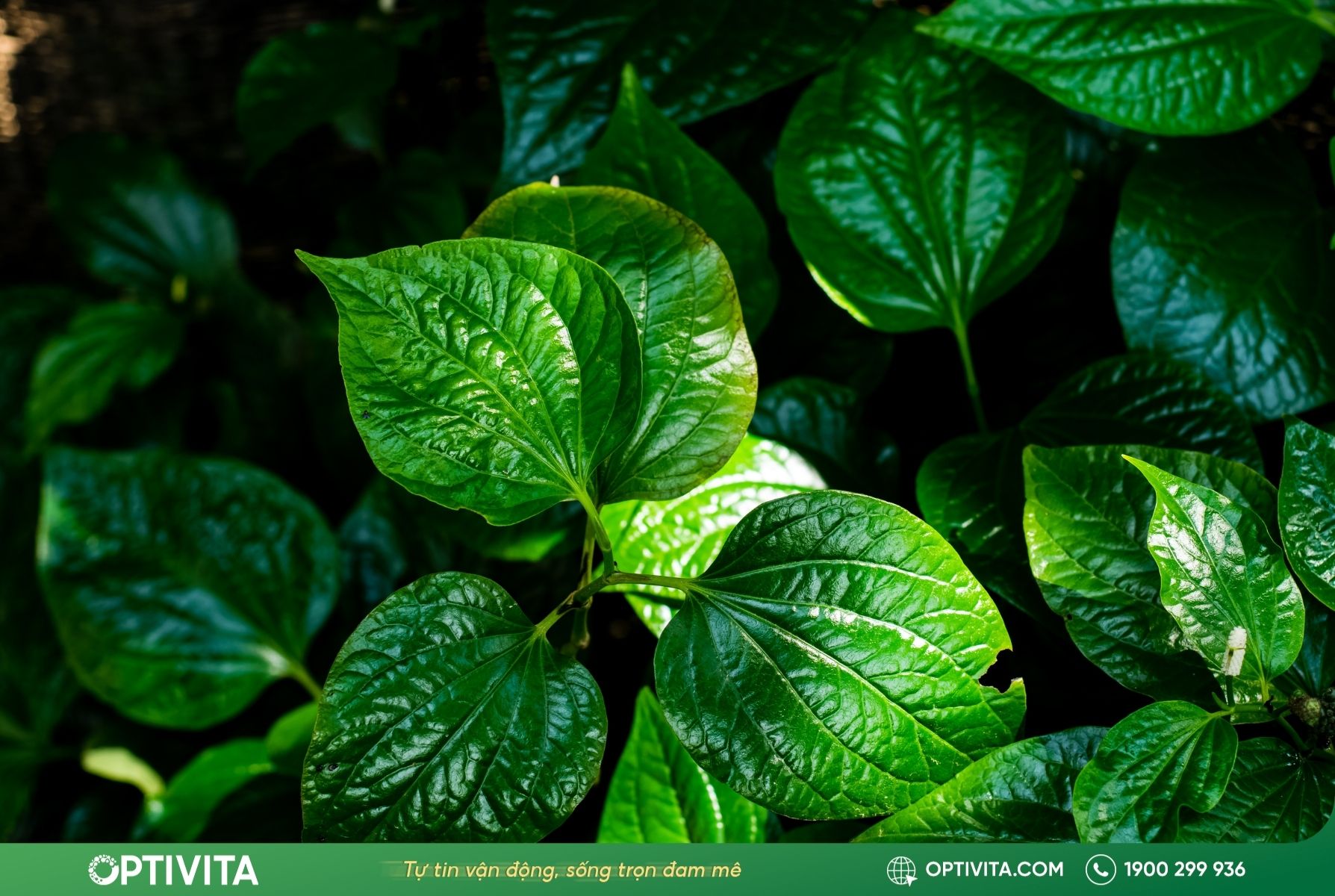 Bài thuốc sắc uống từ lá lốt tươi và khô