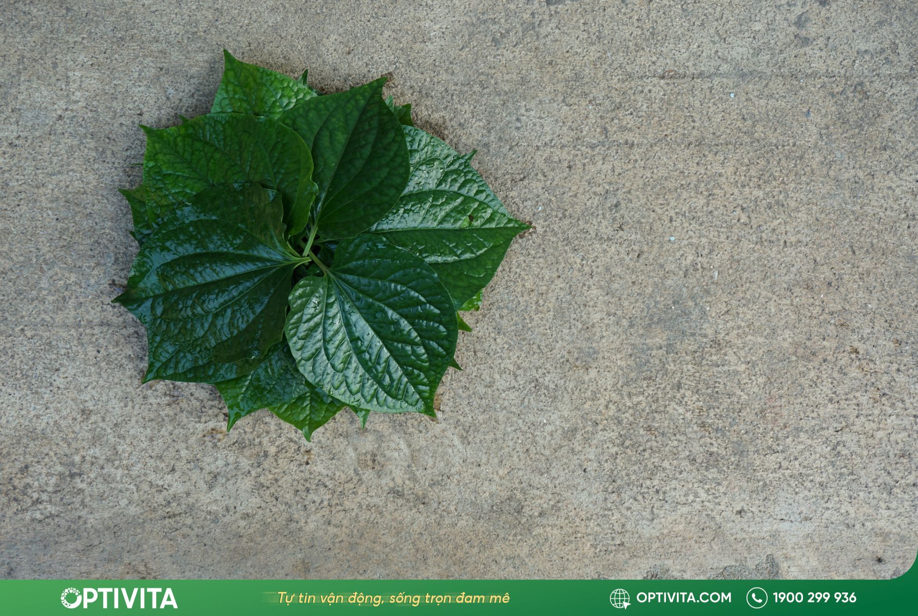 Tác dụng phụ và những lưu ý quan trọng khi sử dụng lá lốt